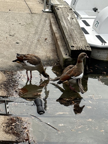 iNaturalist: (c) Dasha Antarctica, some rights reserved (CC BY-NC), uploaded by Dasha Antarctica iNaturalist image