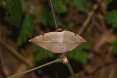 Hypopyra