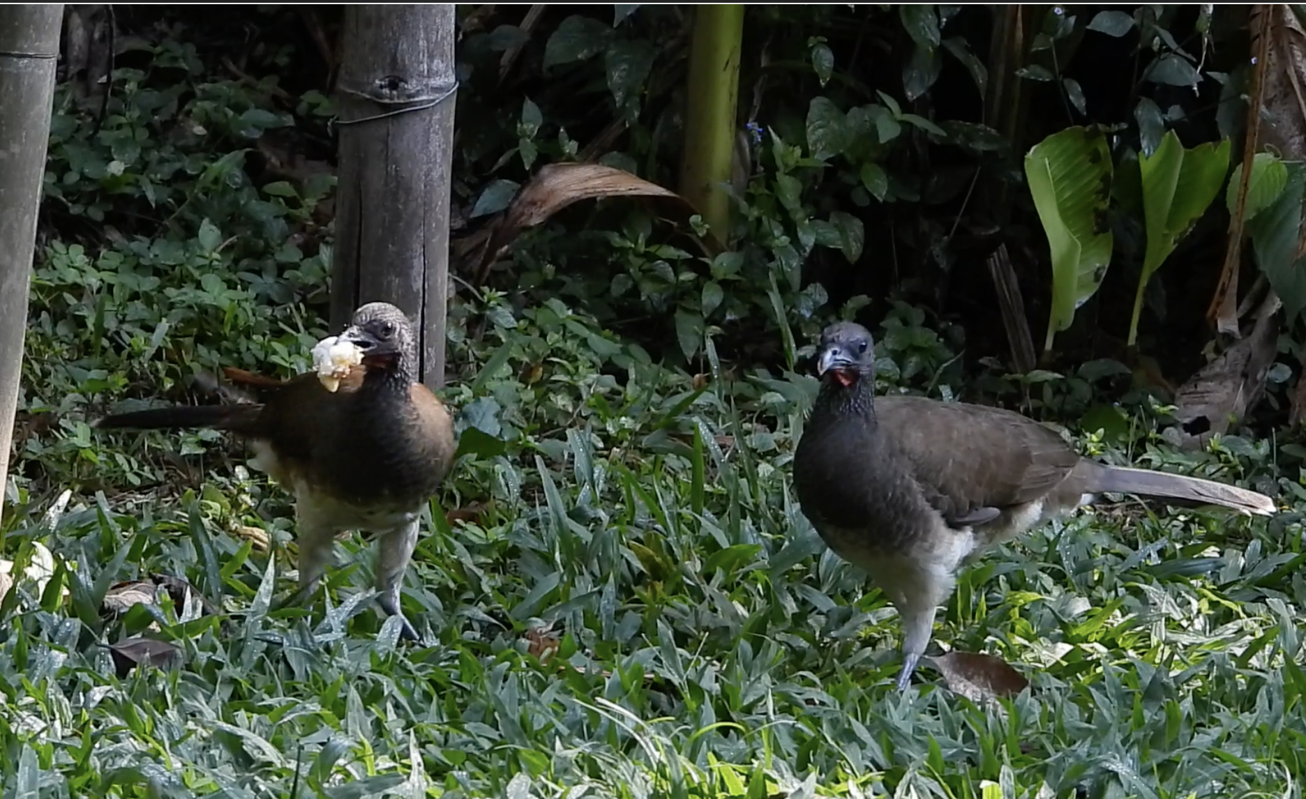 White-bellied Chachalaca (Ortalis leucogastra), photo 1