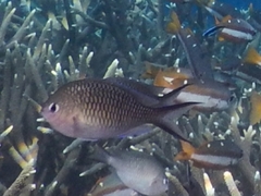 Chromis ternatensis
