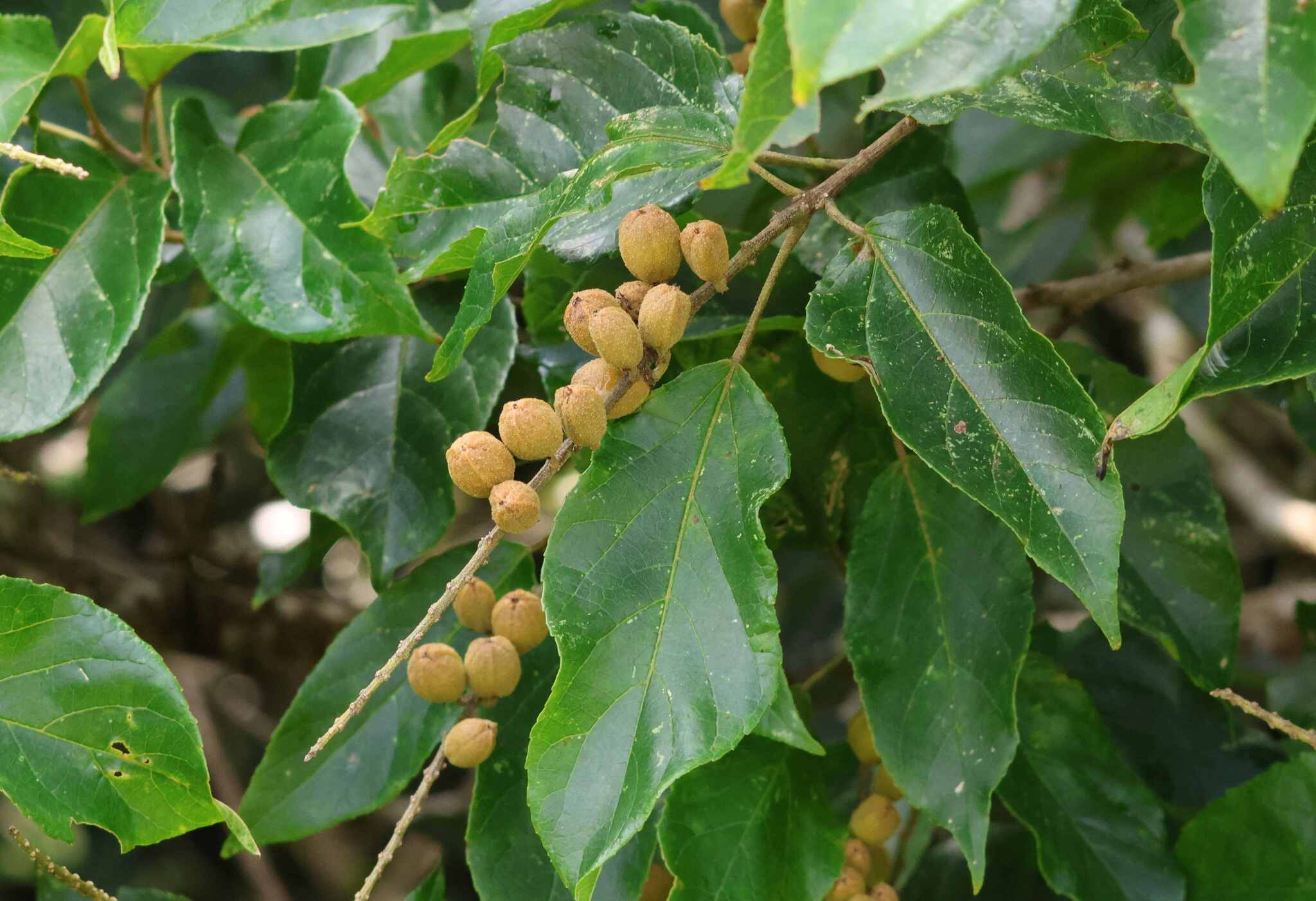 Imagem de Croton sylvaticus