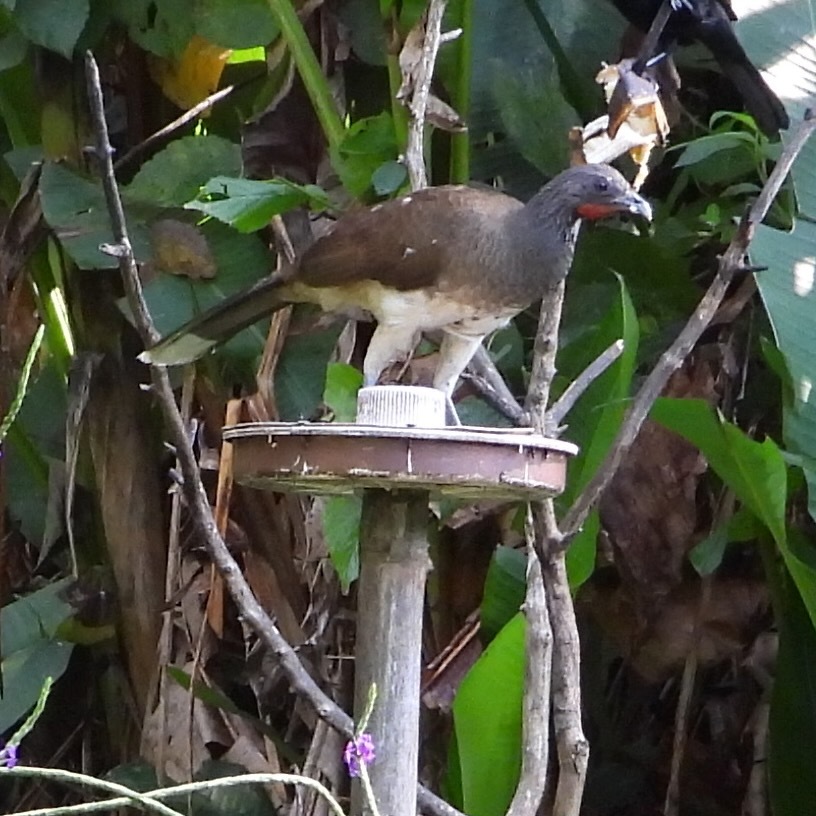 White-bellied Chachalaca (Ortalis leucogastra), photo 2