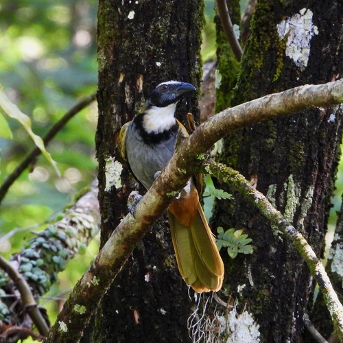 Black-headed Saltator (Saltator atriceps), photo 4