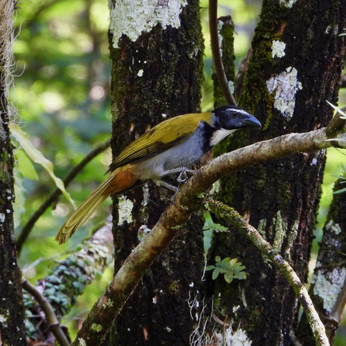 Black-headed Saltator (Saltator atriceps), photo 3