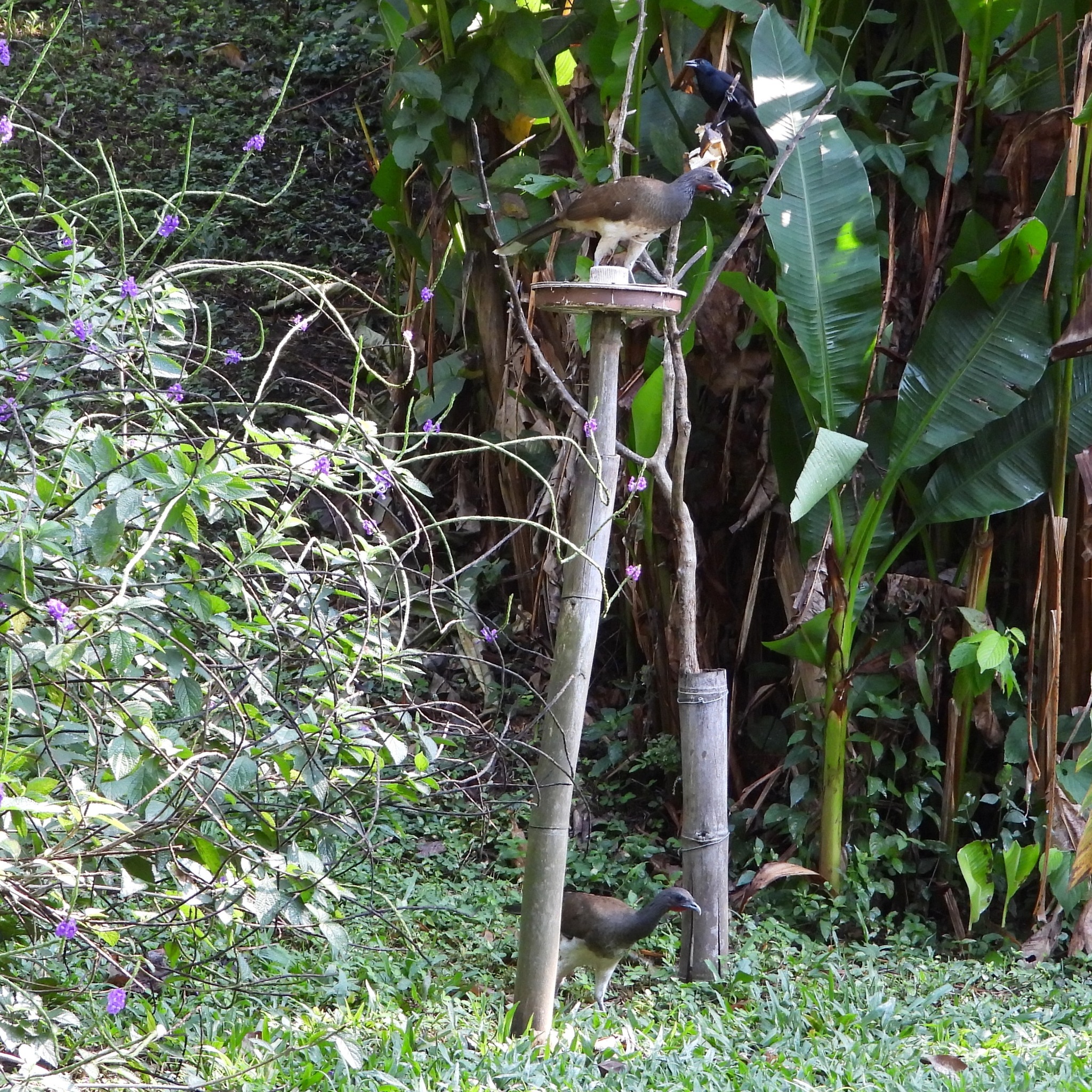 White-bellied Chachalaca (Ortalis leucogastra), photo 10