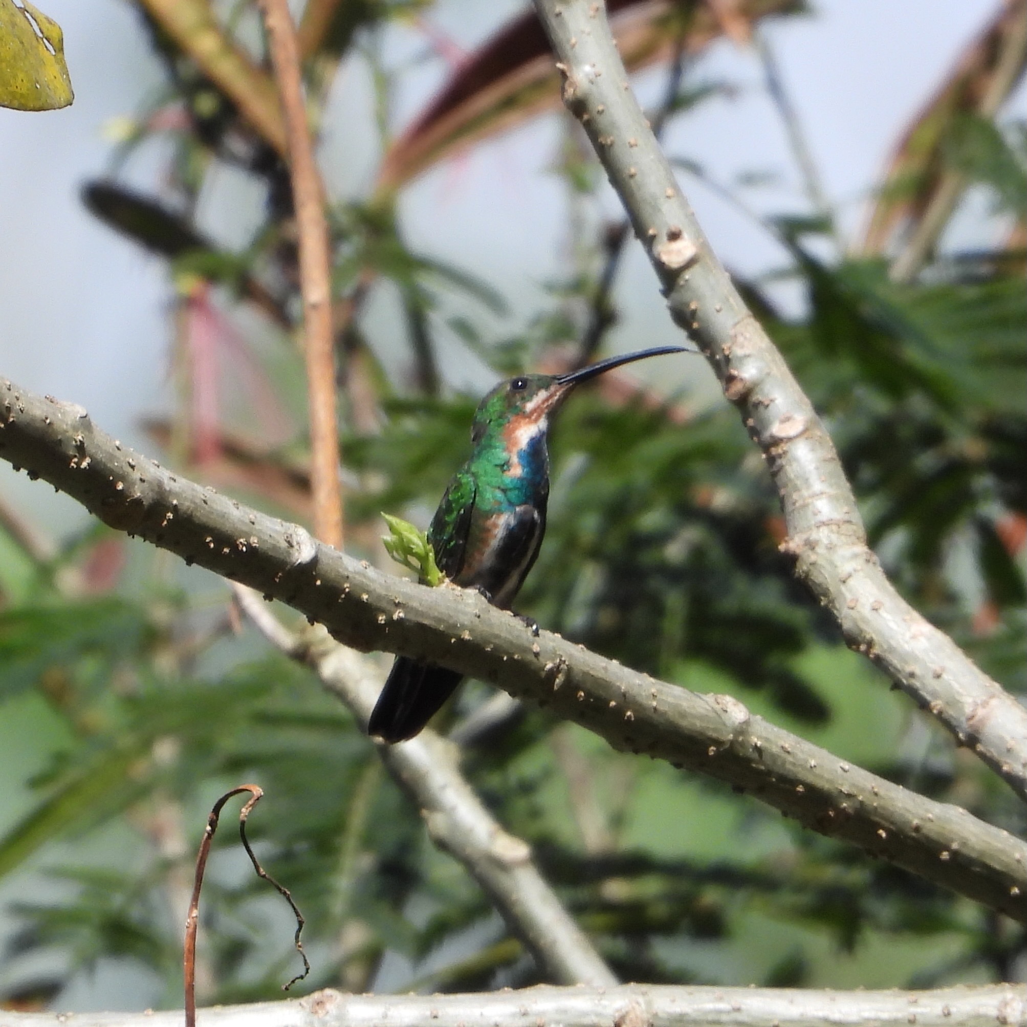 Green-breasted Mango (Anthracothorax prevostii), photo 4