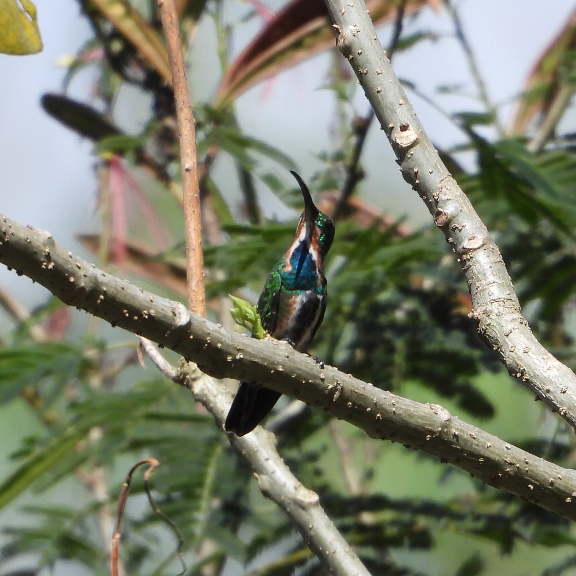 Green-breasted Mango (Anthracothorax prevostii), photo 5