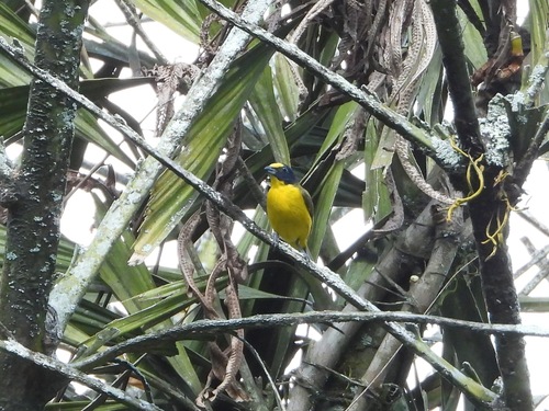 Yellow-throated Euphonia (Euphonia hirundinacea), photo 10