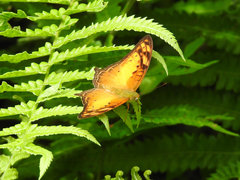 Vagrans sinha