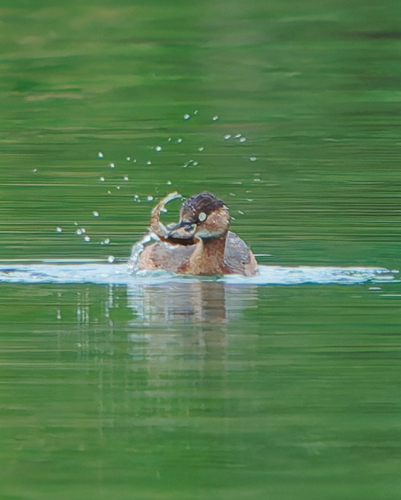 iNaturalist: (c) 波氏家族Popo Family, some rights reserved (CC BY-NC), uploaded by 波氏家族Popo Family iNaturalist image