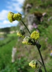 Artemisia tanacetifolia