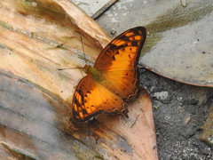 Vagrans sinha