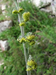 Artemisia tanacetifolia