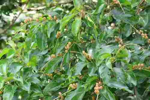 Foto de Croton sylvaticus