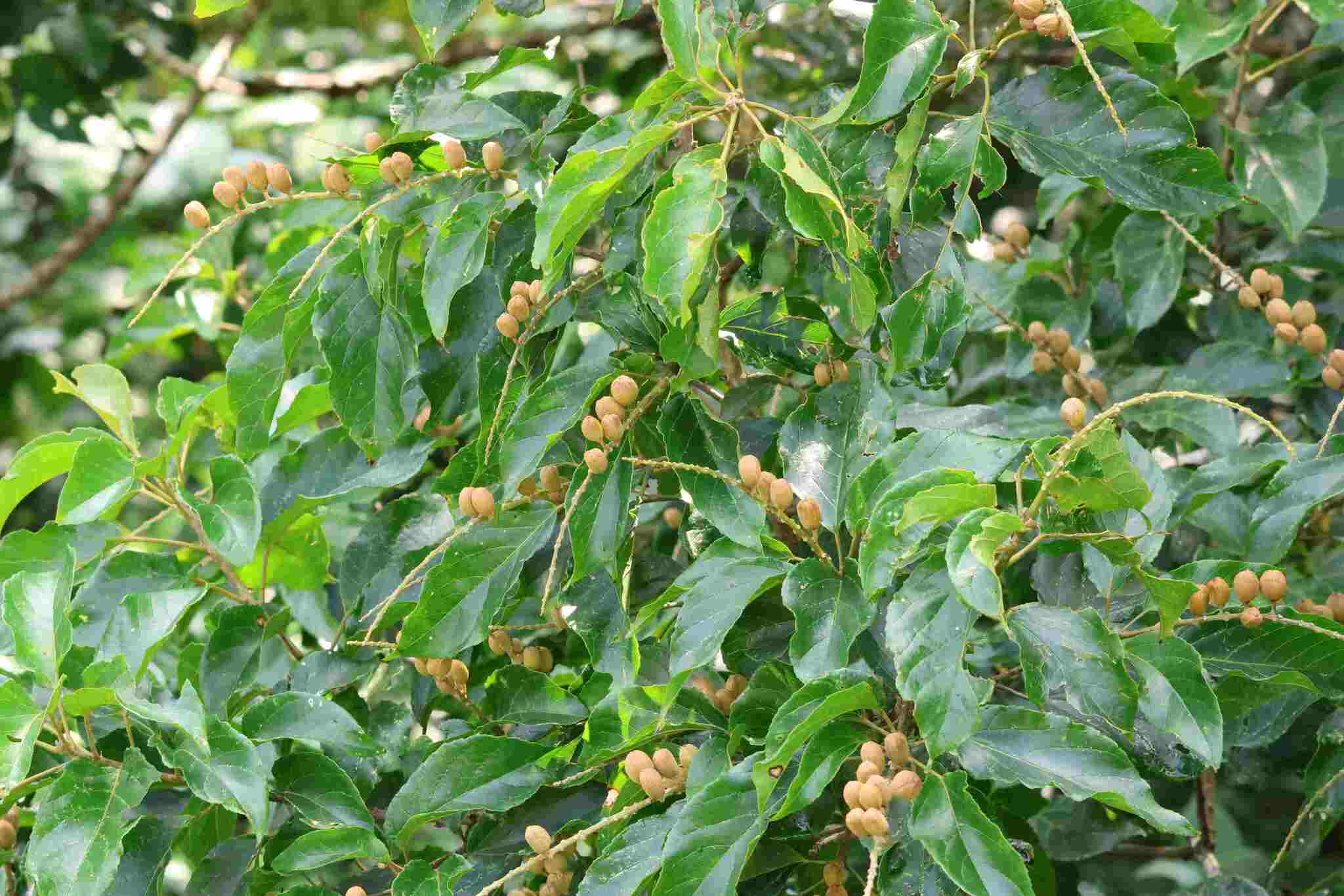 Imagem de Croton sylvaticus
