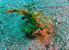 Pteroidichthys amboinensis