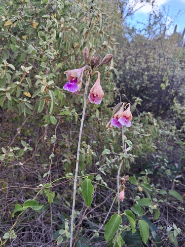 island peacock orchid (Psychilis macconnelliae)