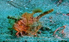 Pteroidichthys amboinensis