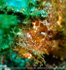 Pteroidichthys amboinensis