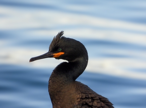 Cormoran huppé
