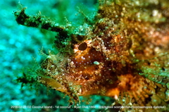 Pteroidichthys amboinensis