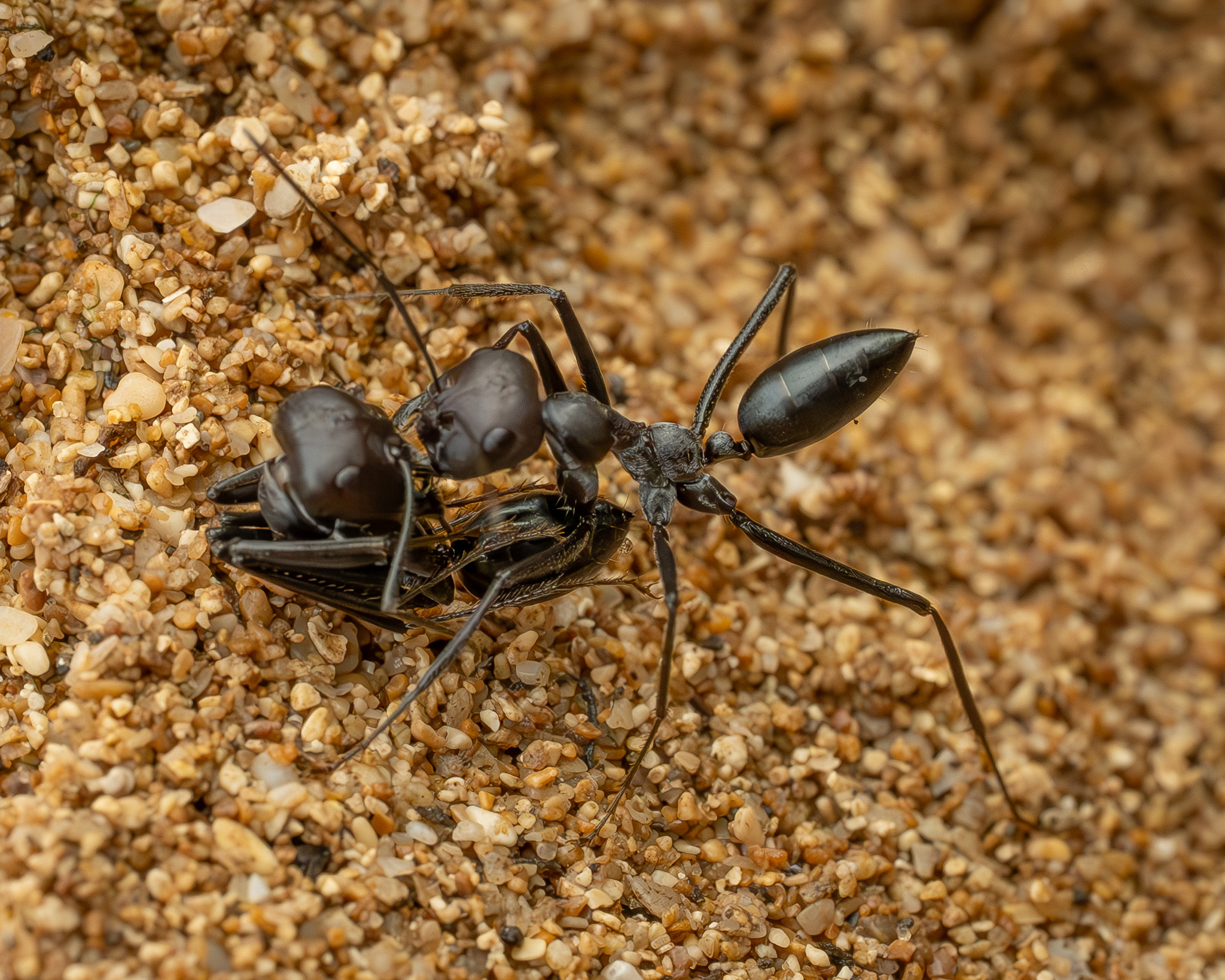 Cataglyphis israelensis