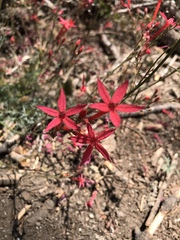 Ipomopsis aggregata bridgesii