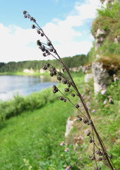 Artemisia tanacetifolia