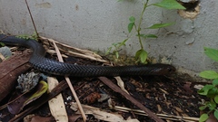 Naja sputatrix