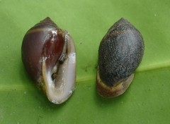 Ellobium