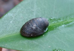 Neripteron violaceum