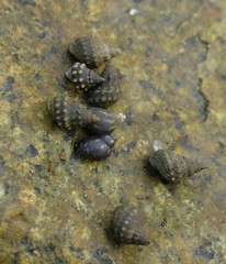 Echinolittorina pascua