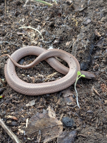 Smooth Earthsnake