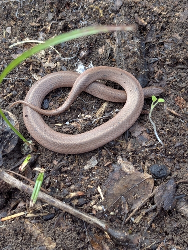 Smooth Earthsnake