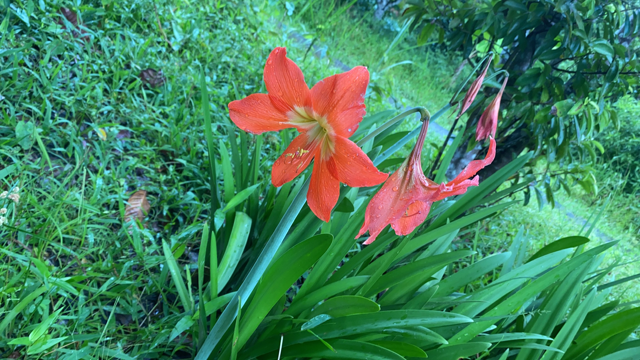 Barbados Lily (Hippeastrum puniceum)