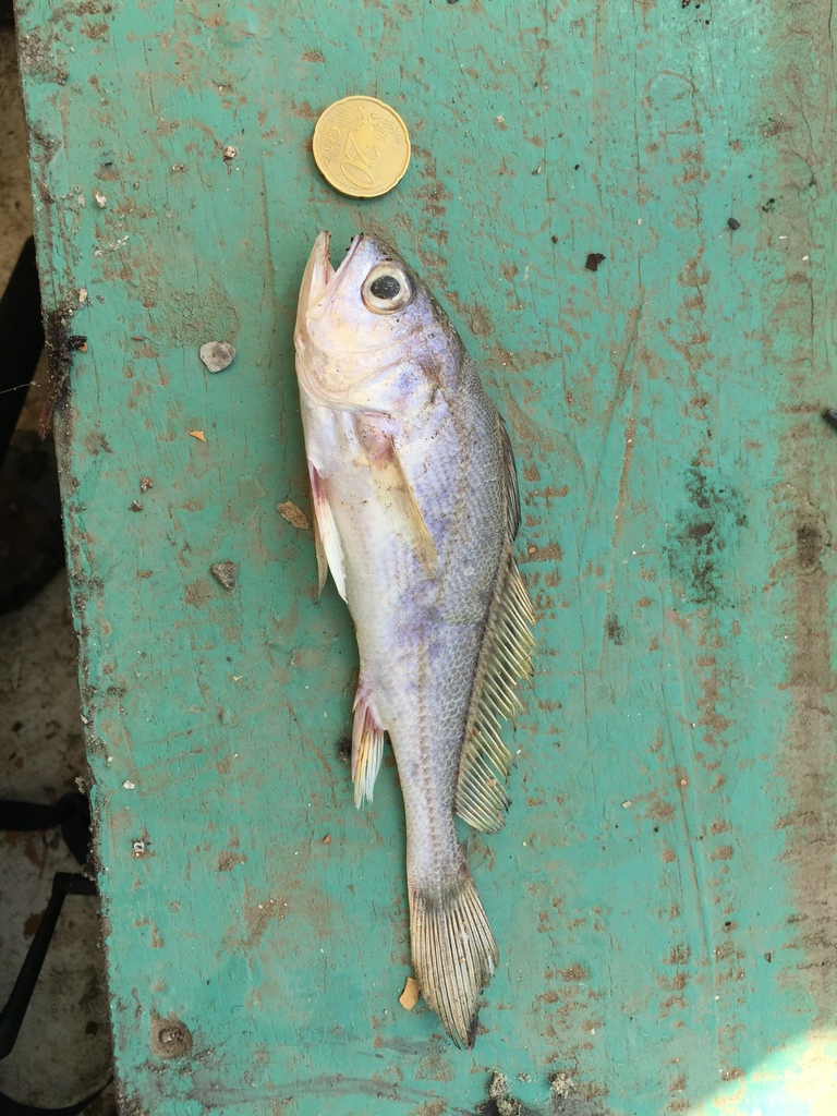 Bobo Croaker