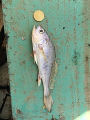 Bobo Croaker photo 1