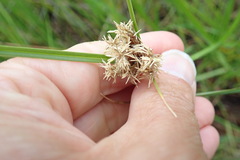 Bolboschoenus caldwellii