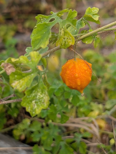 Bitter Melon