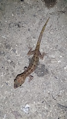 Cyrtodactylus marmoratus
