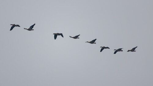 iNaturalist: (c) thegreatdodo, some rights reserved (CC BY-NC), uploaded by thegreatdodo iNaturalist image