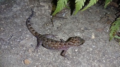 Cyrtodactylus marmoratus