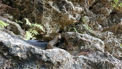 Coelognathus flavolineatus