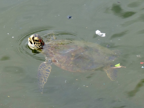 Chelonia mydas