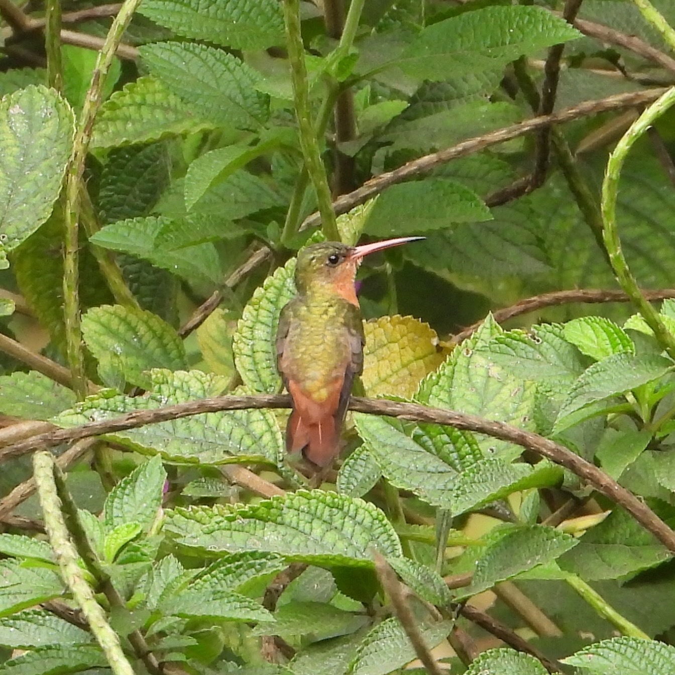 Cinnamon Hummingbird (Amazilia rutila), photo 5