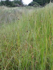 Bolboschoenus caldwellii
