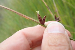 Bolboschoenus caldwellii