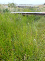 Bolboschoenus caldwellii