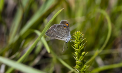 Eicochrysops messapus messapus