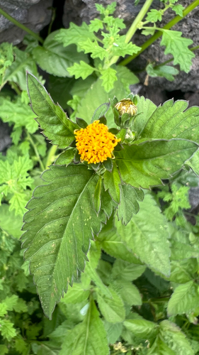 Bidens pilosa observed 2026-01-29